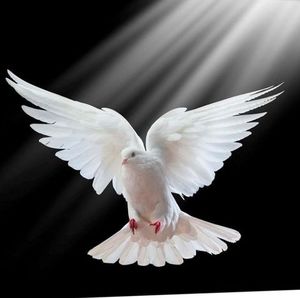 Meet your Posher, Lamar